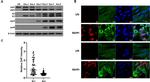 ZC3HAV1 Antibody in Western Blot, Immunocytochemistry (WB, ICC/IF)