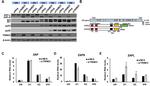 ZC3HAV1 Antibody in Western Blot (WB)