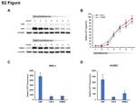 ZC3HAV1 Antibody in Western Blot (WB)