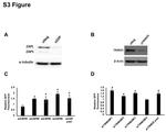 ZC3HAV1 Antibody in Western Blot (WB)