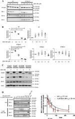 Bcl-2 Antibody in Western Blot (WB)