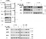 Bcl-2 Antibody in Western Blot (WB)