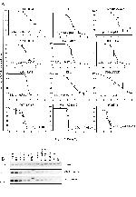 Bcl-2 Antibody in Western Blot (WB)