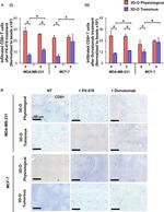 CD8 Antibody in Immunohistochemistry (IHC)