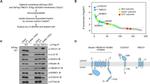 SEC61A1 Antibody in Western Blot (WB)