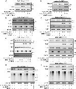 Cullin 2 Antibody in Western Blot (WB)