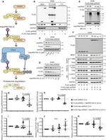 B-Raf Antibody in Western Blot (WB)