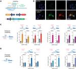 DYKDDDDK Tag Antibody in Immunocytochemistry (ICC/IF)