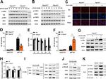 STAT1 Antibody in Western Blot (WB)