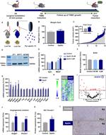 Apelin Receptor Antibody in Western Blot (WB)