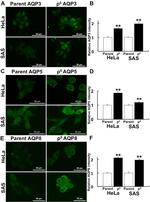 Aquaporin 3 Antibody in Immunocytochemistry (ICC/IF)