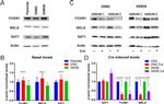 FOXM1 Antibody in Western Blot (WB)