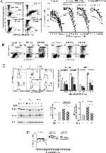 Actin Antibody in Western Blot (WB)