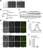 PGK1 Antibody in Western Blot (WB)