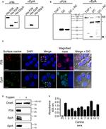 6x-His Tag Antibody in Western Blot, ELISA (WB, ELISA)