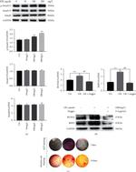 Phospho-SMAD1/SMAD5 (Ser463, Ser465) Antibody in Western Blot (WB)