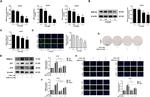 MAT2A Antibody in Western Blot, Immunocytochemistry (WB, ICC/IF)