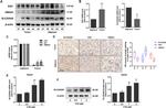 SLC25A26 Antibody in Western Blot, Immunohistochemistry (WB, IHC)