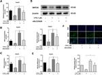 MAT2A Antibody in Western Blot, Immunocytochemistry (WB, ICC/IF)