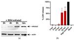 RFP Antibody in Western Blot (WB)