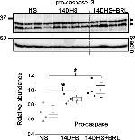 Caspase 3 Antibody in Western Blot (WB)