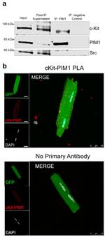 PIM1 Antibody in Western Blot, Immunoprecipitation (WB, IP)