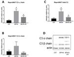 Complement C3 Antibody in Western Blot (WB)