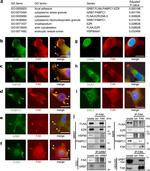 FAK Antibody in Western Blot, Immunoprecipitation (WB, IP)