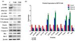 Bax Antibody in Western Blot (WB)