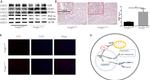 UCP3 Antibody in Western Blot (WB)