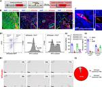 Cardiac Troponin T Antibody in Immunohistochemistry (PFA fixed) (IHC (PFA))