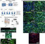 ZO-1 Antibody in Immunocytochemistry (ICC/IF)