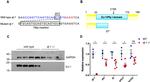 DJ-1 Antibody in Western Blot (WB)