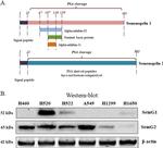 SEMG1 Antibody in Western Blot (WB)