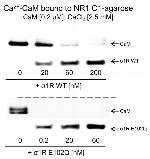 Sigma-1 Receptor Antibody in Western Blot (WB)