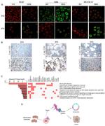 p73 Antibody in Immunocytochemistry (ICC/IF)