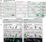 beta-2 Adrenergic Receptor Antibody in Immunohistochemistry (IHC)