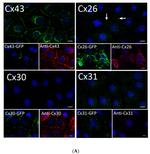 Connexin 26 Antibody in Immunocytochemistry (ICC/IF)