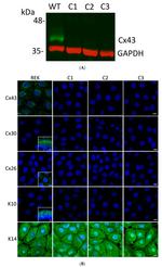 Connexin 26 Antibody in Immunocytochemistry (ICC/IF)