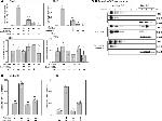 NOX2 Antibody in Western Blot (WB)