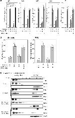 NOX2 Antibody in Western Blot (WB)