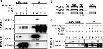 DYKDDDDK Tag Antibody in Western Blot (WB)