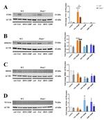 Ferritin Heavy Chain Antibody in Western Blot (WB)