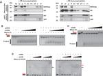 6x-His Tag Antibody in Western Blot (WB)