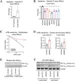 Bcl-XS Antibody in Western Blot (WB)