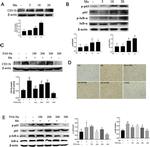 CD11b Antibody in Western Blot, Immunohistochemistry (WB, IHC)