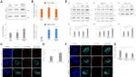 PTBP1 Antibody in Western Blot (WB)