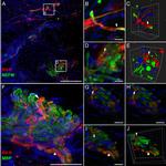 MBP Antibody in Immunohistochemistry (PFA fixed) (IHC (PFA))