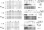 6x-His Tag Antibody in Western Blot (WB)