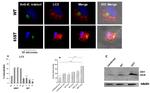 LC3A/LC3B Antibody in Immunocytochemistry (ICC/IF)